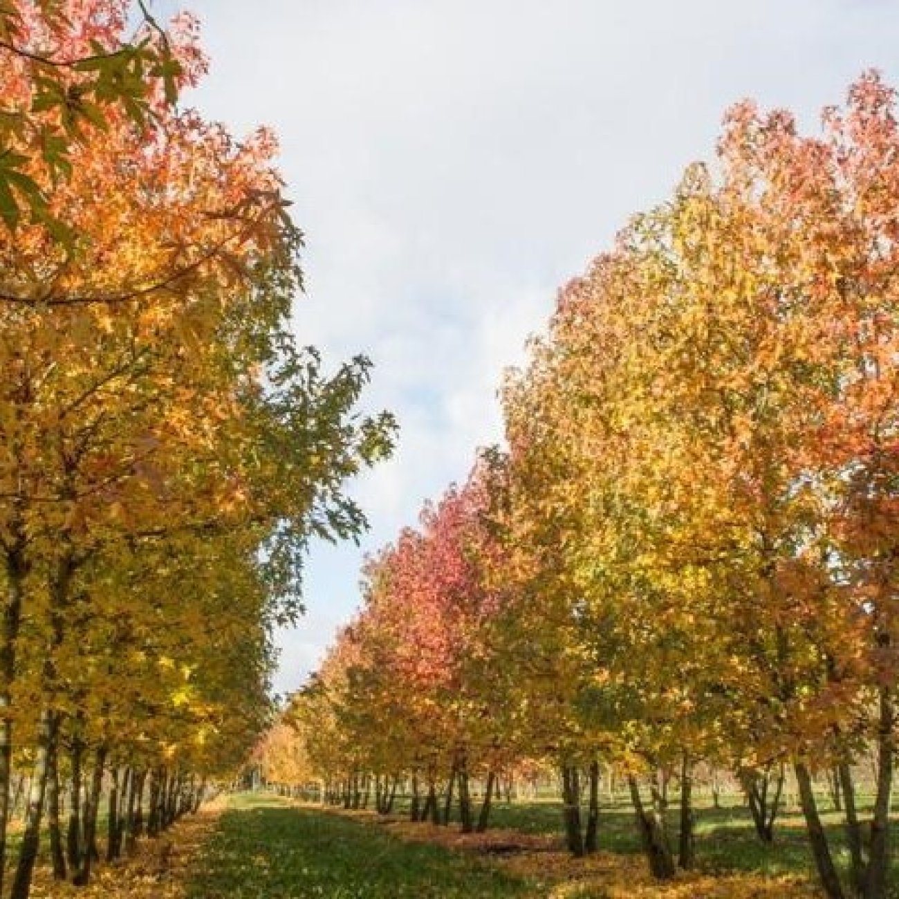 Obrázok Ambrovník styraxový (Liquidambar styraciflua) - výška 280-300 cm, kont. C70L - VIACKMENNÝ